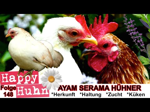 , title : 'E148 Ayam Serama, das große Spezial bei HAPPY HUHN zu den kleinsten Hühnern der Welt, Serama züchten'