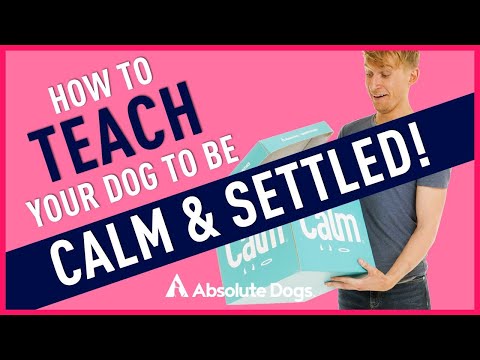 How to Teach Your Dog to be CALM and SETTLED