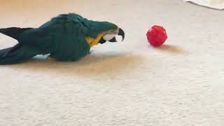 Flash Game #game #gameplay #bird #parrot #pets #play #pet #cute #animals #funny #fun #funnyvideo