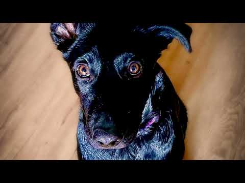 #viral #dog #cat #mydog #mycat