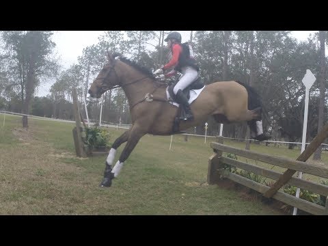 McKinsey Wickman  "Dassett Profile" Three Lakes Horse Trials (PR) 2-4-2018