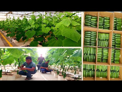 Hydroponic Cucumber Farming | Complete A to Z Guide #cucumber #cucumbercultivation #farming 