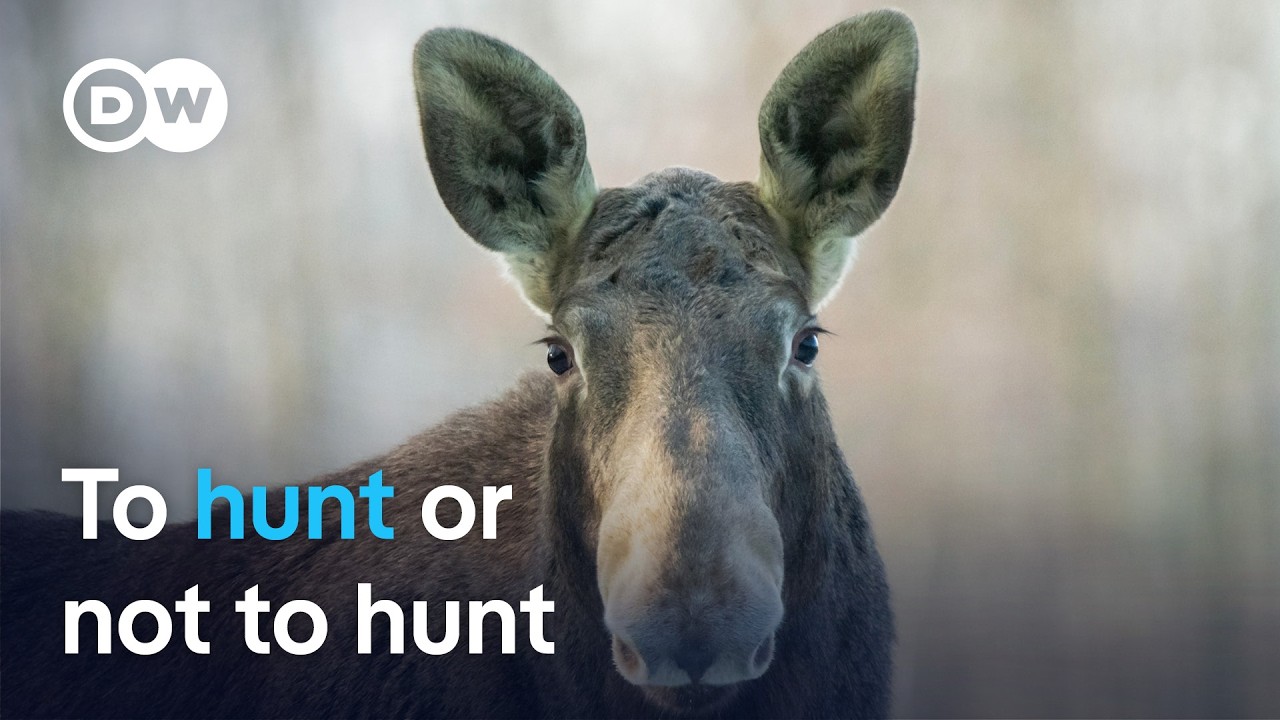 Poland's elk debate: Should hunting be allowed? | Focus on Europe