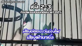 เสียงนกกรงหัวจุก เบิ้ล2-3 เสียงชัดเจนสำนวนเพราะ มือใหม่ก๊อปเพลงฝึกนกไม่ควรพลาด!! | #นกครูอาชีพ