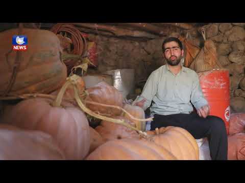 بەڤیدیۆ.. لە برادۆست بەروبوومی خۆماڵی بۆ وەرزی زستان ھەڵدەگرن