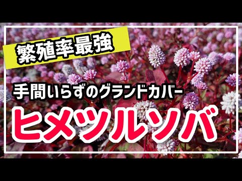 園芸 抗根茎バリア