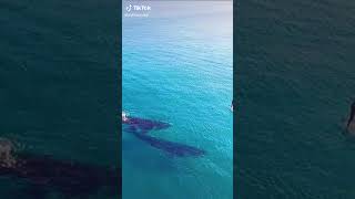 The whale took the initiative to approach him #Viral #Shorts