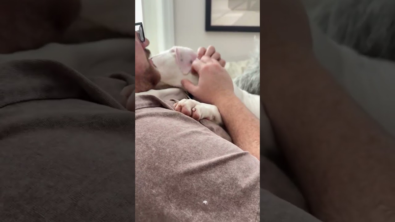 Enlarge Coconut, a ADOPTABLE mixed breed in Danbury, CT video 5/5