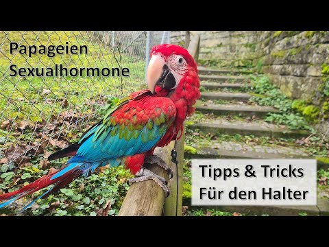 Papageien Sexualhormone - Tipps und Tricks für den Halter