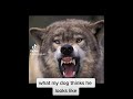What My Dog Thinks He Looks Like Welsh Corgi Pembroke
