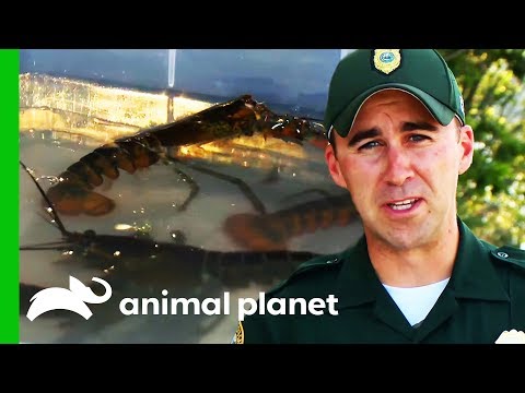 Men Face Huge Fines For "Illegal Tidepooling" | North Woods Law