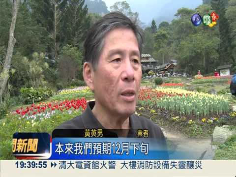 60萬株鬱金香! 森林花園萬紫千紅