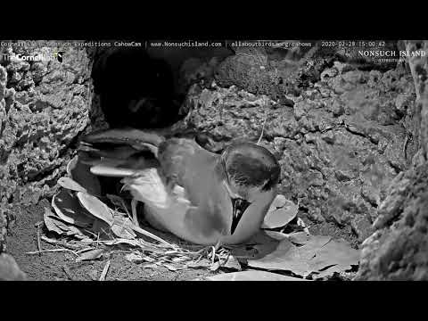 Cahow Cam Egg Starts Pipping, Hatching Imminent! – Feb. 28, 2020