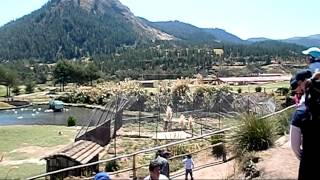 preview picture of video 'Granja Porcon Cajamarca Bosque de Pinos'