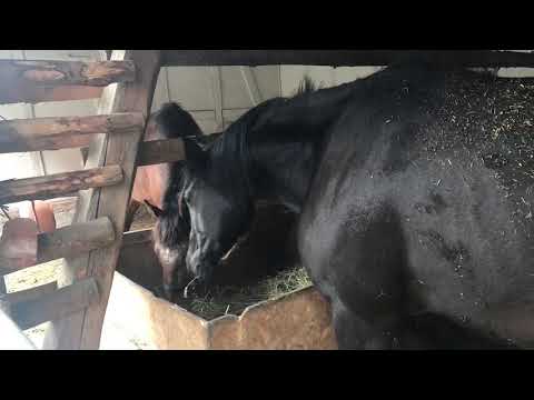 MUSTANG MAKEOVER 2018 Team Jan (TAG 3909) - Update 2