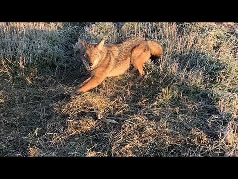 11-16- catch- dig ups and how to fix- resetting grass clump set with empty bait jar