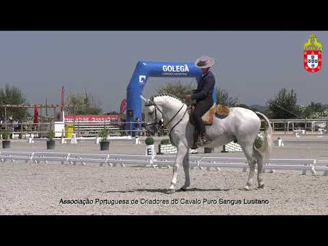 210813 CNET Manhã Dressage