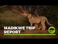 Madikwe Trip Report