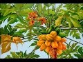 How to Grow Papaya - TvAgro By Juan Gonzalo ...