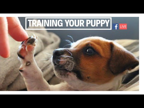 Training your puppy