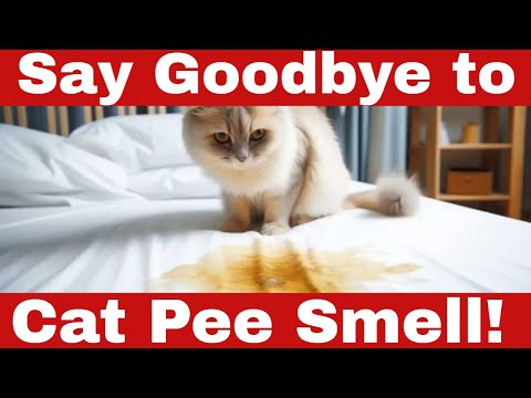 How to Eliminate Cat Pee Smell - 7 Proven Steps to Get rid of Cat Pee Smell