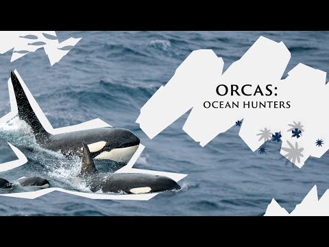 Our magnificent ocean hunters the Orcas | Save Our Wild Isles