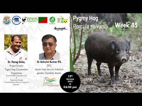 Expert Talk -- Pygmy Hog - January 19, 2022