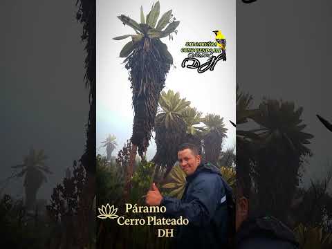 páramo Cerro plateado #salgar #turismo #naturaleza #antioquia #conociendo #colombia