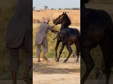 Balak mushka Horus #shortvideo