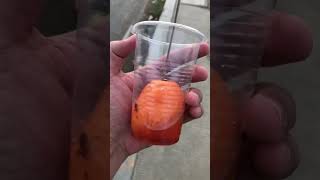 Download lagu You Know Kwek Kwek? #shorts #foodie mp3