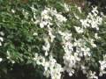 Bevis Frond - "Snow"