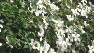 Bevis Frond - "Snow"