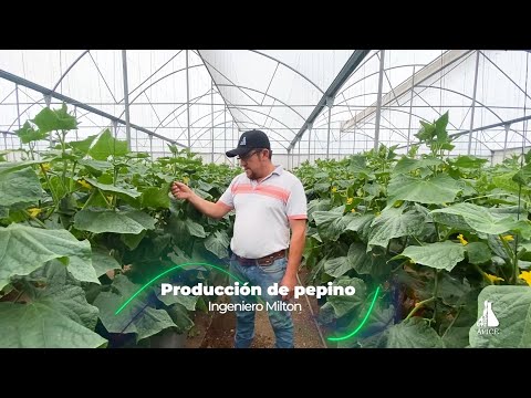 Más rendimiento en pepino.