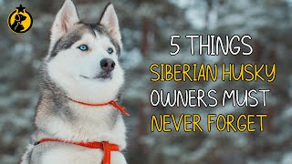 5 Things Siberian Husky Dog Owners Must Never Forget