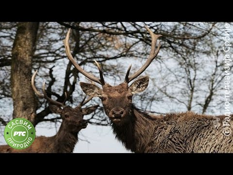 Sasvim prirodno: Jelen za ponos (Jovan Memedović)