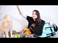 New Kitten Essentials 14 Things Every New Cat Guardian Needs
