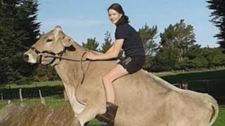Girl Trains Cow To Do Tricks When She&#39;s Not Allowed to Have Horse
