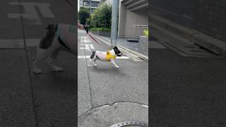 お出かけ中止でガッカリ→お散歩で大満足なフレブル