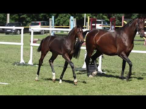 Stutfohlen *02/2020 v.Cadeau Noir x Don Bosco x Lauries Crusador xx