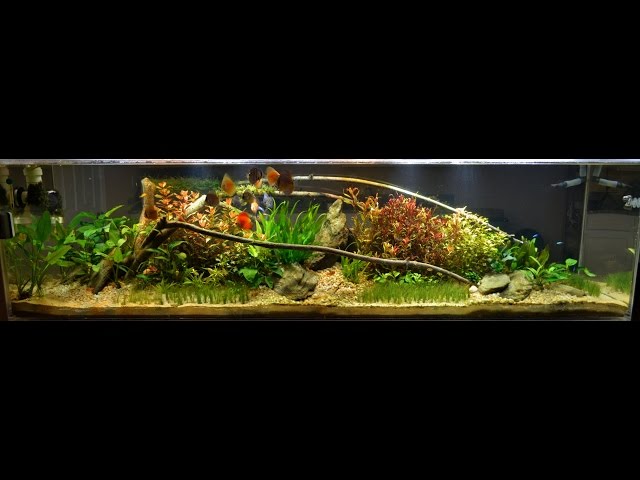 240 Gallon Planted Discus Fish Tank 2014