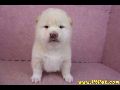 02/06白色柴犬公幼犬