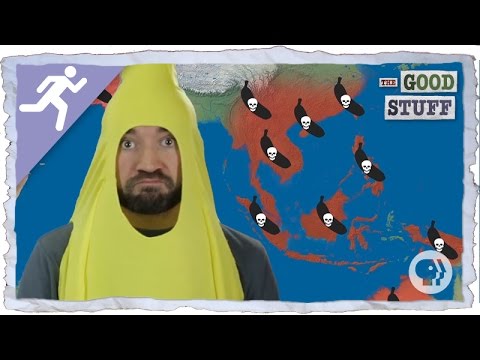 Will Bananas be Wiped Out By Disease?