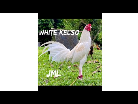 JML FARMS BACOLOD White Kelso part 2.... @roundhead