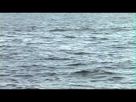 Whale Watching with Animal Communicator Pet Psychic Laura Stinchfield