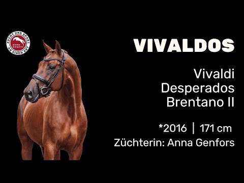 Vivaldos *2016 von Vivaldi x Desperados | Hengstschau Sosath 2025