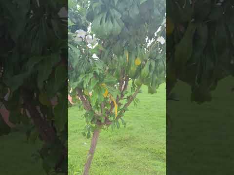 5 de dezembro de 2025