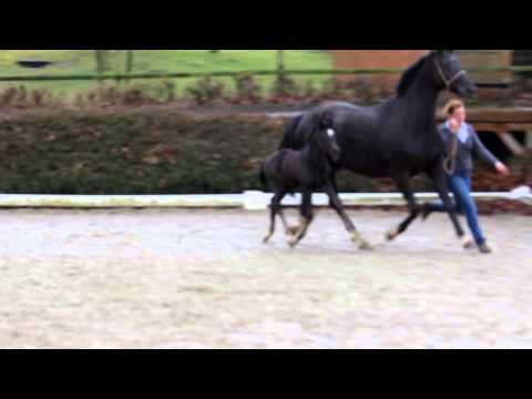 Stutfohlen von Don Nobless - San Remo