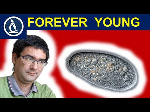 How PARAMECIUM stays young 🔬 Paramecium under the microscope