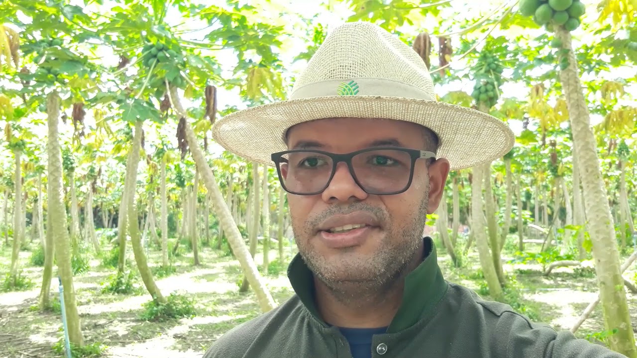 TÉCNICAS DE PRODUÇÃO DE FRUTAS - MAMÃO