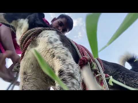 #dog #video dog 🐕 carre cow rashi in fielt